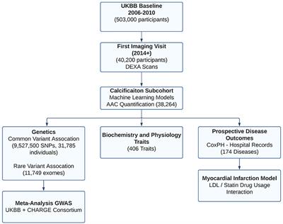 Calcification of the abdominal aorta is an under-appreciated cardiovascular disease risk factor in the general population